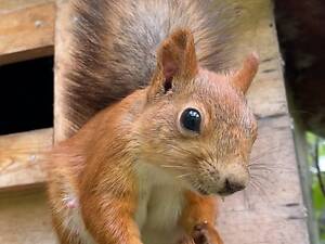 Декоративна білка, білочка, європейська білка. кримська