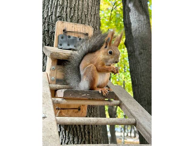 Декоративная белка, белочка, европейская белка. крымская - Фото 3