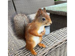 Декоративна білочка для вашого саду, будинку, території