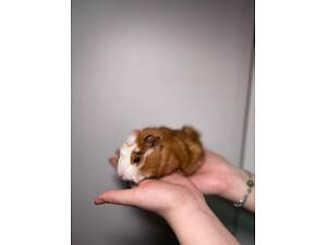 Декоративна морська свинка, морская свинка для дома