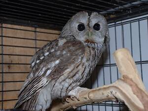 Декоративна сіра Сова, Сова неящіть.