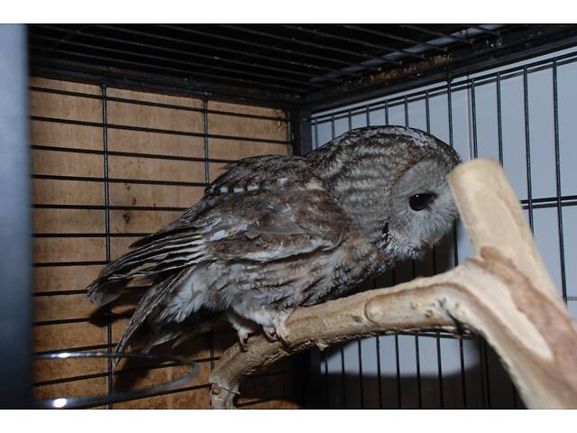 Декоративна сіра Сова, Сова неящіть. - Фото 2