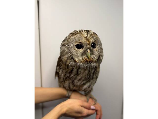 Декоративна сова Неясить, Неясыть, домашняя неясыть - Фото 2
