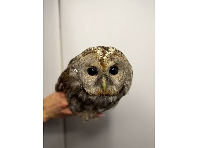 Декоративна сова Неясить, Неясыть, домашняя неясыть - Фото 3