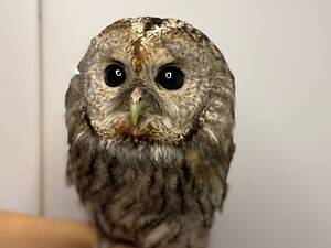 Декоративна сова Неясить, Неясыть, домашня неясыть
