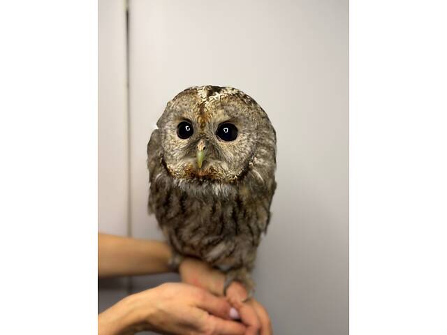 Декоративна сова Неясить, Неясыть, домашняя неясыть - Фото 1