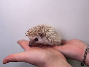 Декоративні африканські їжачки, дуже ручні та ніжні