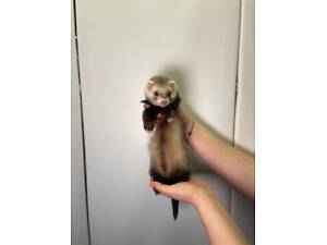 Декоративні фретки, тхорики, ручні викормлені людиною тхорики