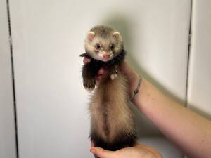 Декоративні фретки, тхорики, ручні викормлені людиною тхорики