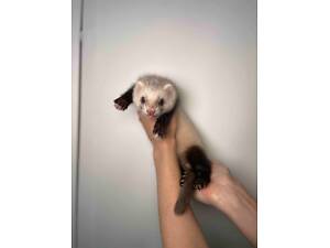 Декоративні грайливі тхорики, фретка ласкавий домашній улюбленець