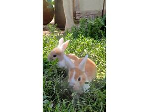 Декоративні кролики