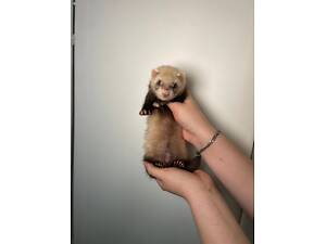 Декоративні лагідні тхорики, фретки, хорьки в дом