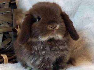 Декоративные мини кролики для деток и взрослых, очень нежные малыши.