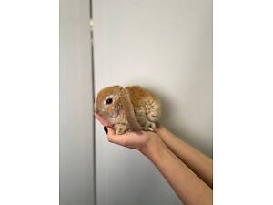 Декоративні милі кролики для дому