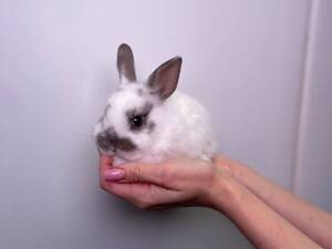 Декоративні милі кролики різних порід