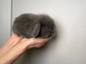 Декоративні ручні міні карликові кролики, кролики різних порід