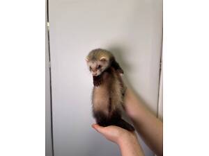 Декоративні ручні тхорики, малюки грайливі для дому