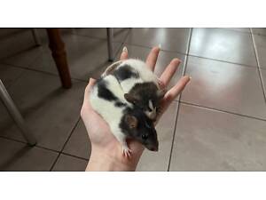 Декоративні щурята