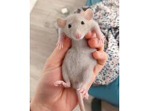 Декоративні щурики пацючки супер милі малюки для дому