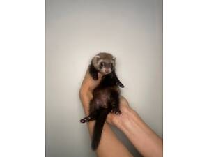 Декоративні тхори для дому, мега ручні фретки.