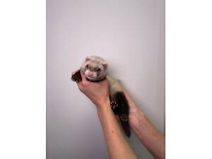 Декоративні хорьки, фретки, тхорики, ручні домашні