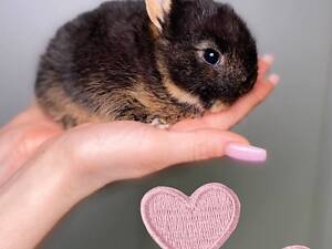 Декоративні милі кролики, мікро малюки для квартири або дому.