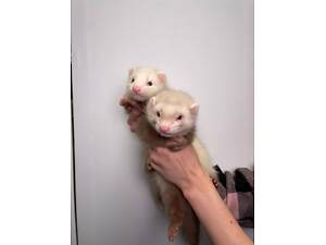 Декоративні ручні тхорі, тхорики домашні, фретка, фреточка.