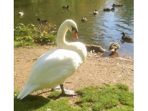 Декоративный белый лебедь здоров и с красивым оперением.