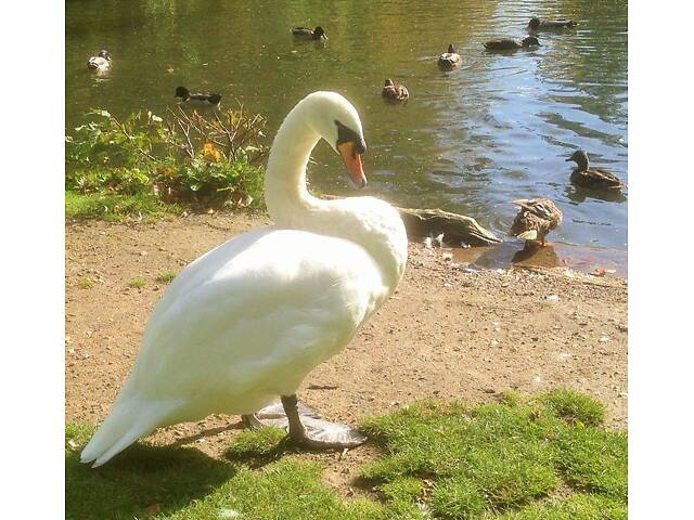 Декоративный белый лебедь здоров и с красивым оперением. - Фото 1