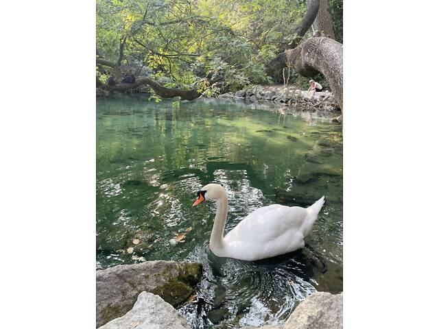 Декоративный белый лебедь здоров и с красивым оперением. - Фото 2