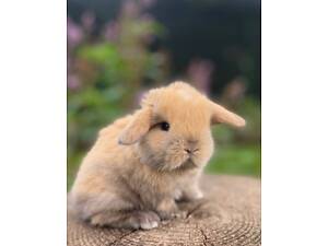 Декоративний гарний пухвастий кролик для дому, різні породи