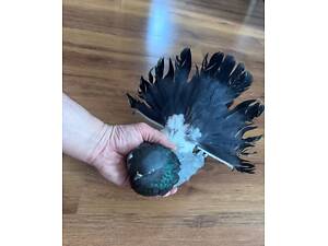 декоративний голуб