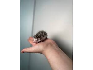 декоративний їжачок африканський, ручний їжак для дому