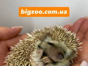 Декоративний карликовий африканський їжак, ручний їжак