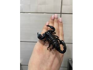 Декоративний скорпіон, скорпіон ручний, домашній скорпіон, чорний скорпіон