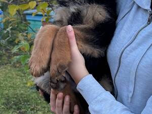 Деньки німецької вівчарки