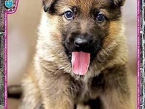 Детская игра пазлы из серии Домашние любимцы 70 элементов AN149 ТМ G-Toys