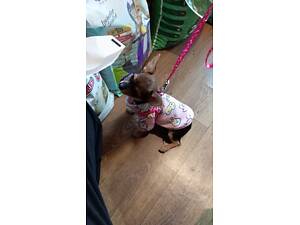 Девочка чихуахуа