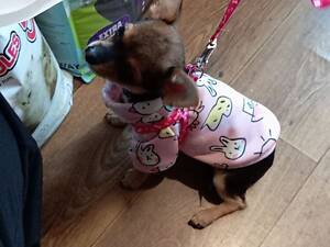 Дівчинка чихуахуа