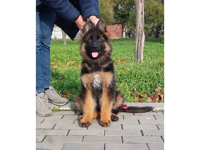 Дівчинка довгошерстої німецької вівчарки. - Фото 2