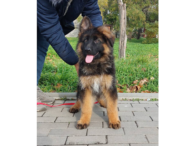 Дівчинка довгошерстої німецької вівчарки. - Фото 3