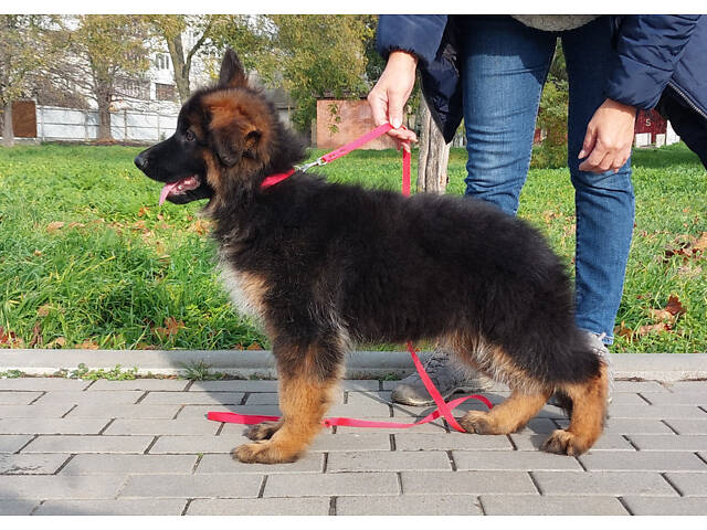 Дівчинка довгошерстої німецької вівчарки. - Фото 4