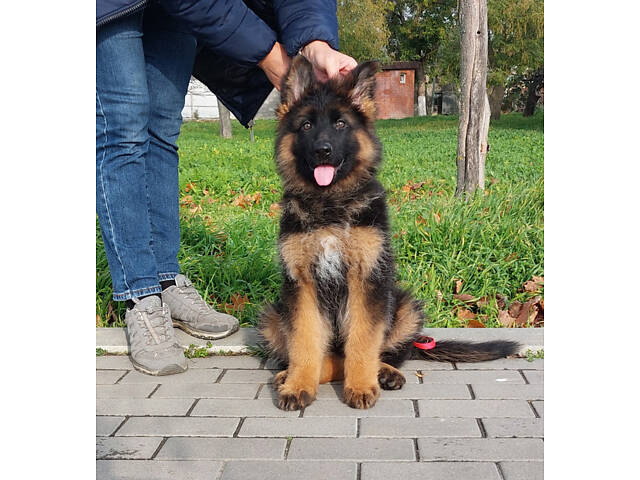 Дівчинка довгошерстої німецької вівчарки. - Фото 5