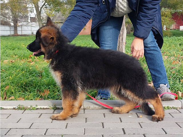 Дівчинка довгошерстої німецької вівчарки. - Фото 6