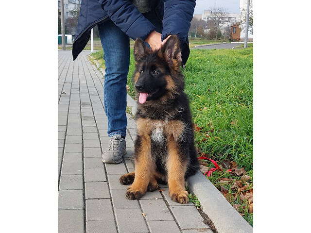 Дівчинка довгошерстої німецької вівчарки. - Фото 7