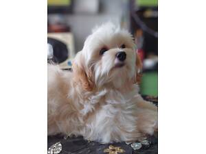 Девочка мальтипу ф1.