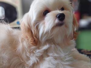 Девочка мальтипу ф1.