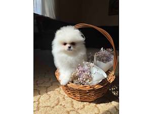 Дівчинка померанский шпиц