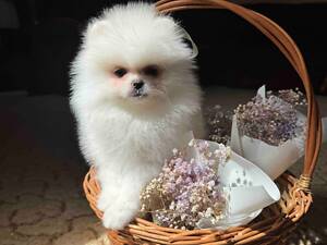 Дівчинка померанский шпиц