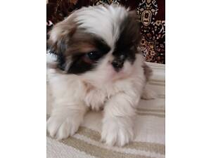 Девочка щенок пикинес с красивым окрасом